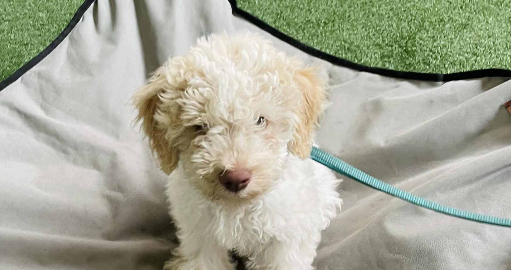 Täna on meil külas üks vähetuntud, kuid väga omanäoline tõug – Lagotto Romagnolo.Lagotto lokkis karvaga välimus võib jätta mulje toredast ja nunnust sülekoerast