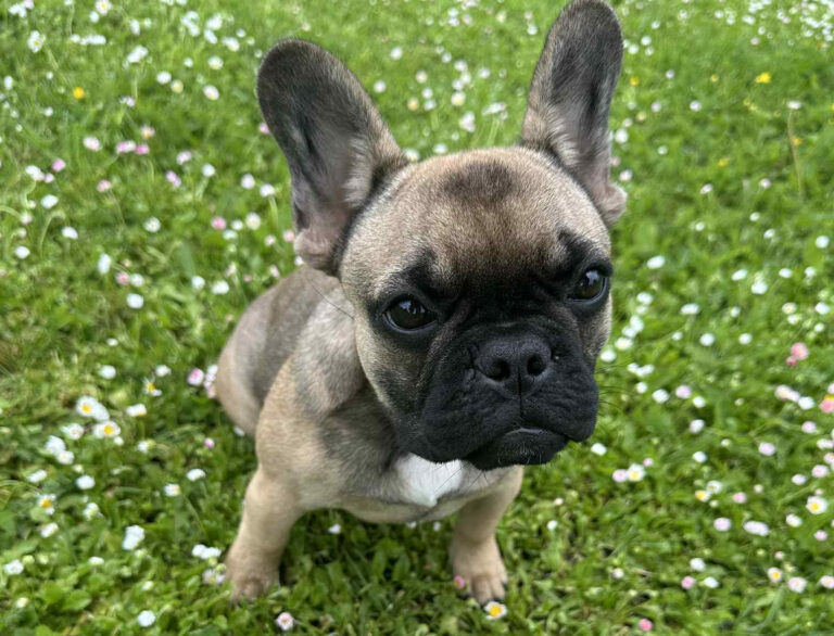 Prantsuse buldog