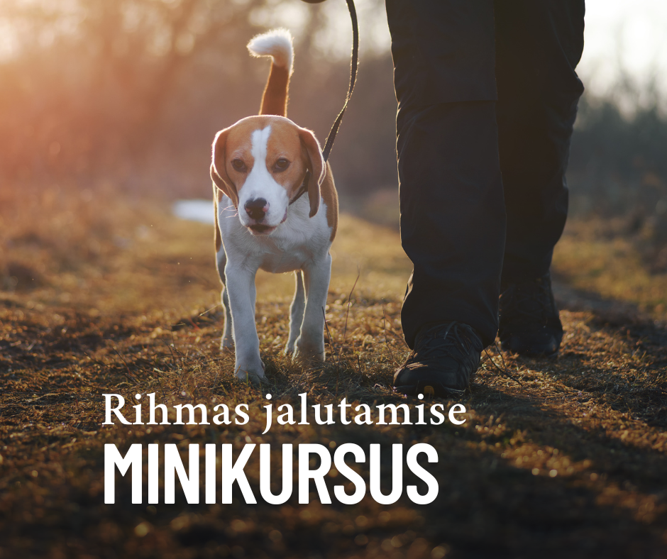 Rihmas jalutamise minikursus