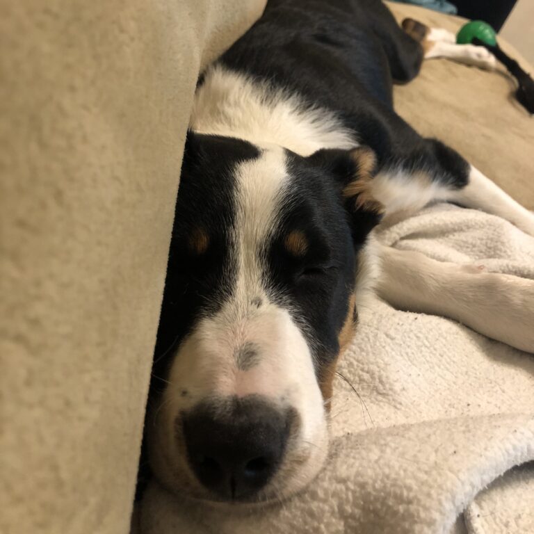 Kas koer võib diivanil käia? 