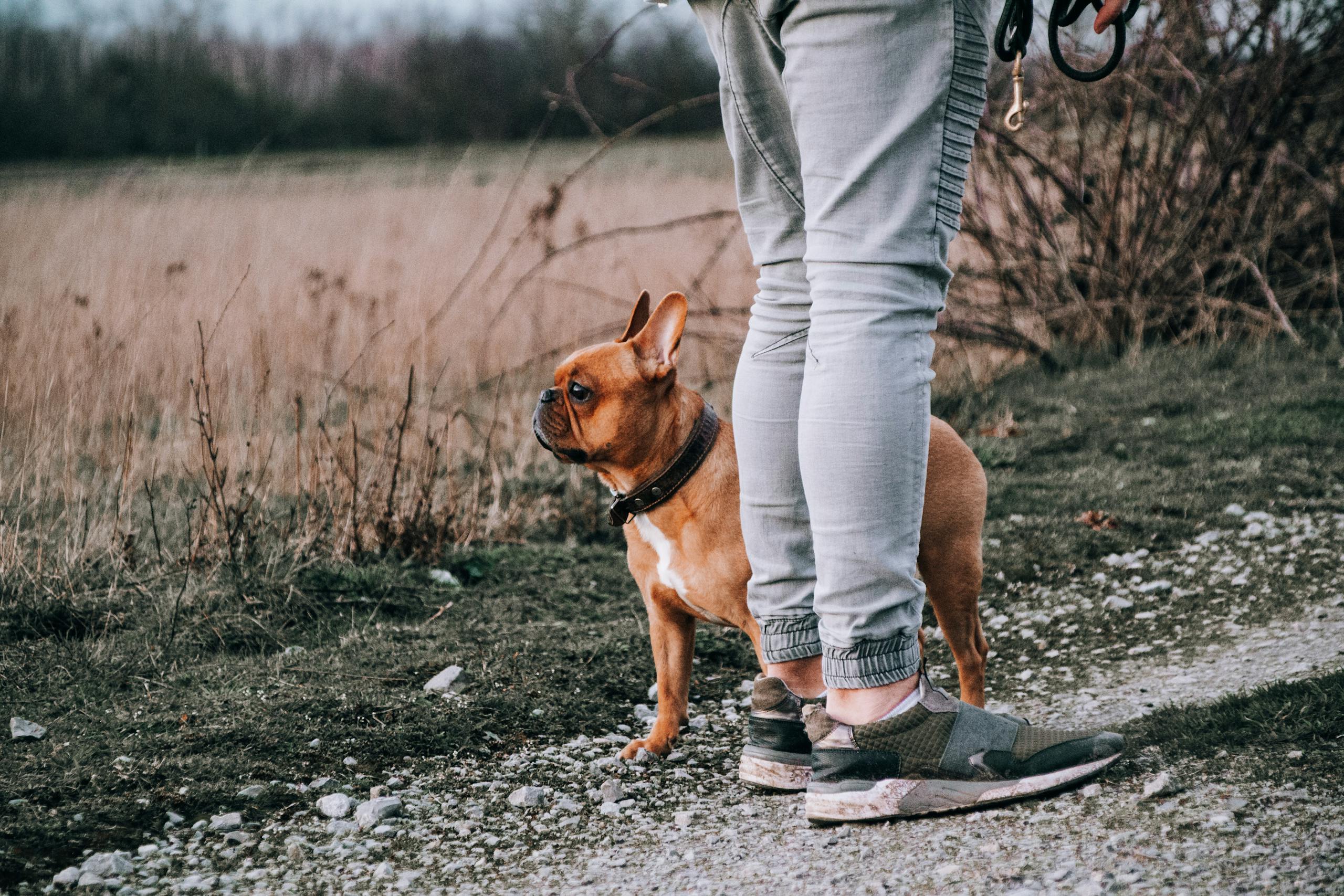 A French Bulldog stands beside its owner during a walk on a gravel path, showcasing companionship.