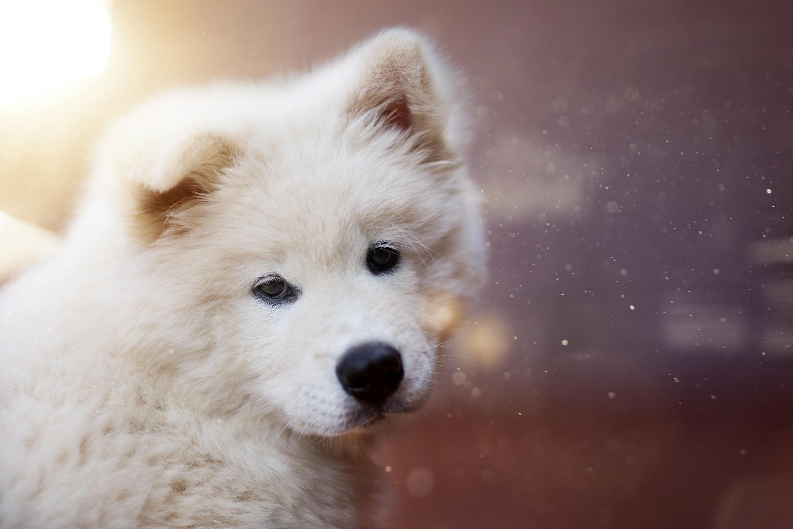 Captivating portrait of an adorable Samoyed puppy with a soft focus and cozy lighting.