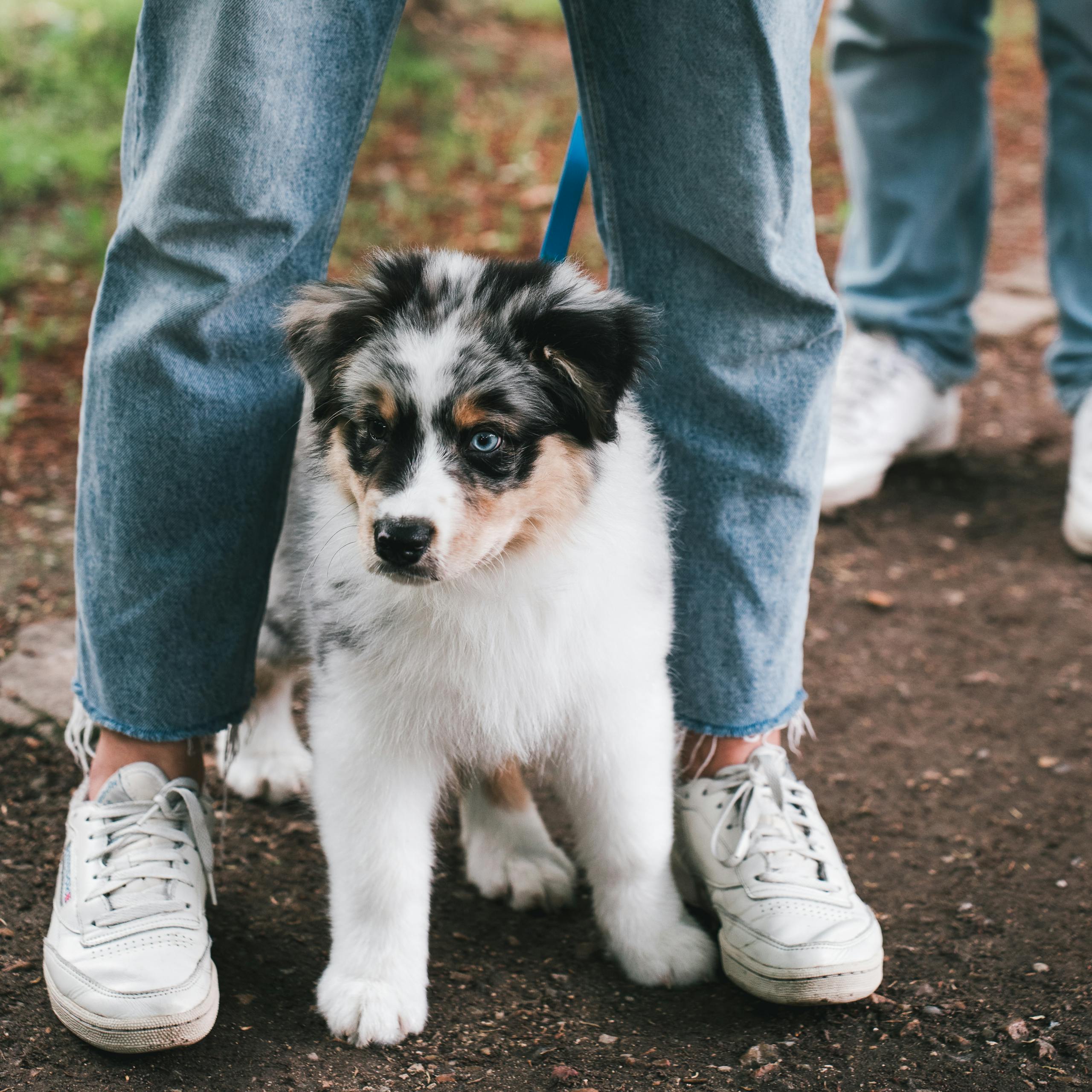 Cute Australian Shepherd puppy on a walk in Paris, France. A charming moment of pet leisure.