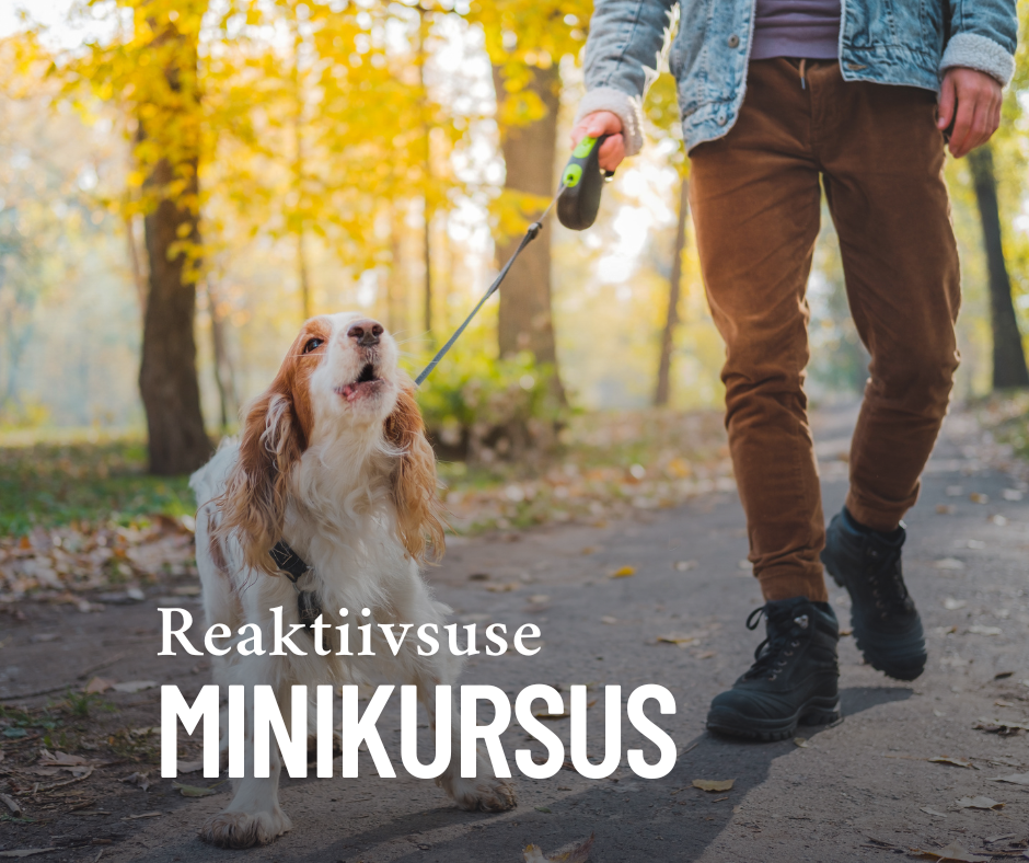 Reaktiivsuse minikursus