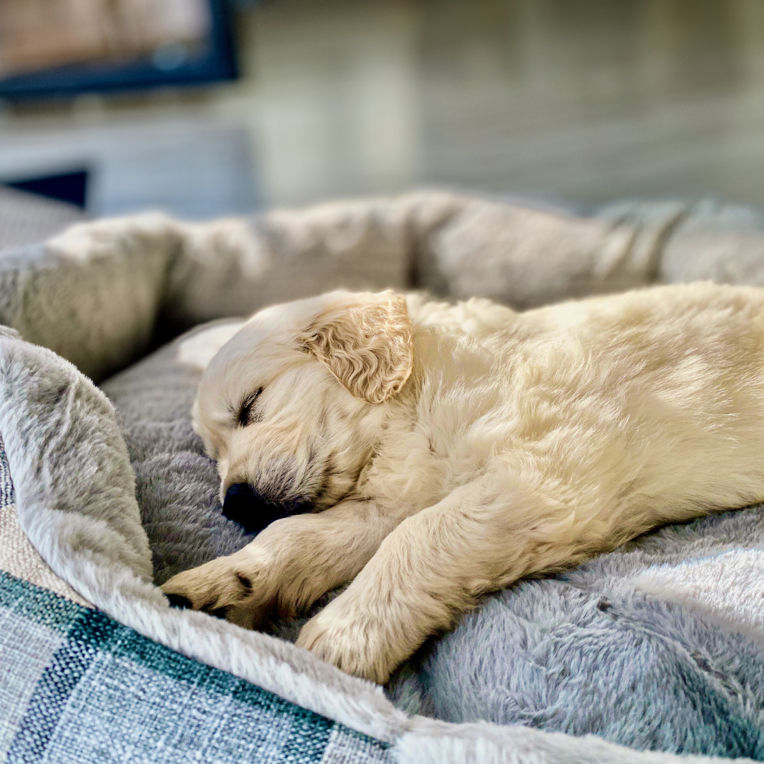 Kutsikad vajavad palju rohkem und, kui me tavaliselt arvame, ja see pole niisama pikutamine. Uni on kutsika jaoks ülioluline, sest just magamise ajal saab tema 