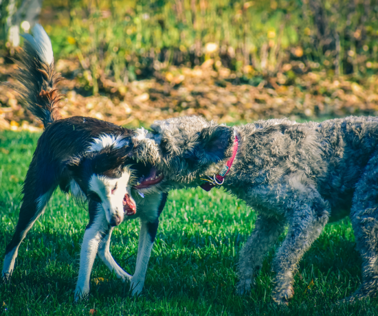 Kui koerad lähevad üksteist nähes “pööraseks”: kas see on lihtsalt mäng?