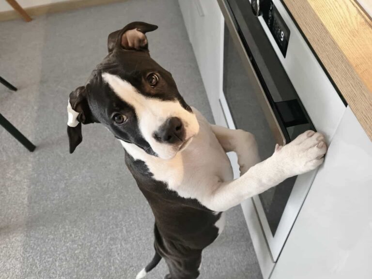 5 nippi, kuidas lõpetada kutsika toidunurumine köögis